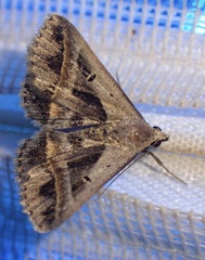 Acantholipes trimeni