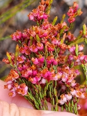 Erica articularis