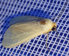 Pareuchaetes pseudoinsulata