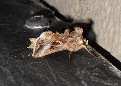 Autographa pseudogamma