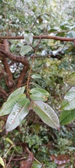 Eurya acuminata