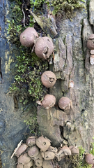 Apioperdon pyriforme