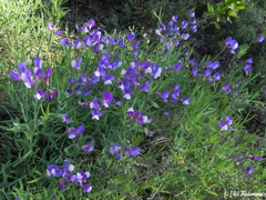 Lathyrus magellanicus