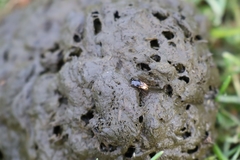 Chilothorax distinctus