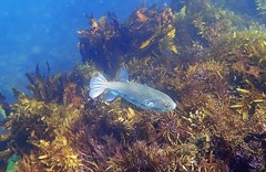 Arothron firmamentum