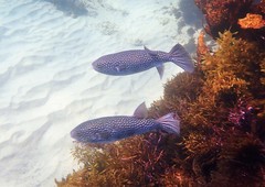 Arothron firmamentum