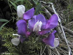 Lathyrus multiceps