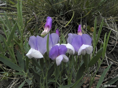 Lathyrus multiceps