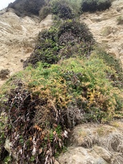 Hablitzieae