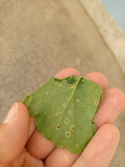 Puccinia pelargonii-zonalis