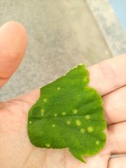 Puccinia pelargonii-zonalis