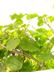 Puccinia pelargonii-zonalis