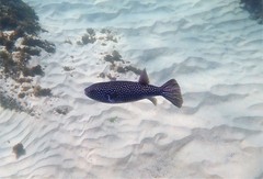 Arothron firmamentum