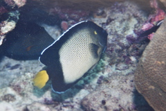 Apolemichthys xanthotis