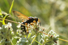 Cerceris tuberculata