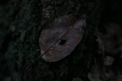 Amelanchier × lamarckii