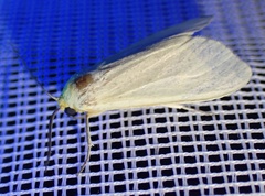 Pareuchaetes pseudoinsulata