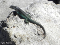 Liolaemus chillanensis