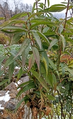 Prunus persica persica