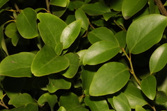 Griselinia littoralis