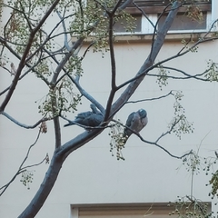 Columba palumbus