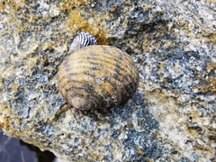 Nerita versicolor