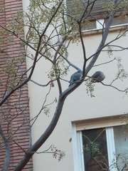 Columba palumbus