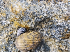 Nerita versicolor