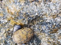 Nerita versicolor