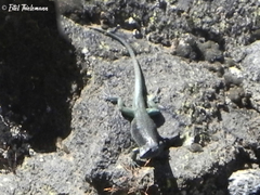 Liolaemus chillanensis