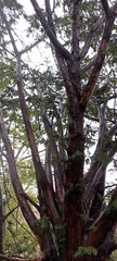 Taxus wallichiana