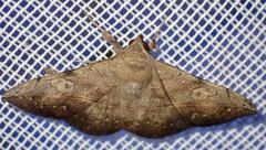 Anticarsia rubricans