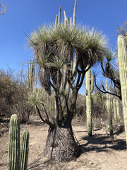 Beaucarnea