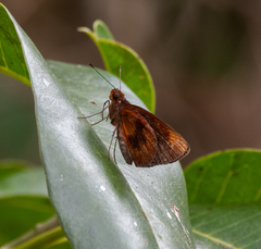 Miltomiges cinnamomea