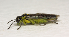 Rhogogaster picta