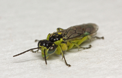 Rhogogaster picta