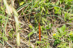 Anax longipes