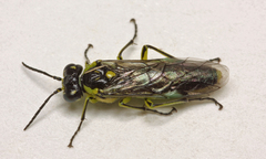 Rhogogaster picta