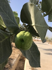 Calotropis procera image