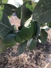 Calotropis procera image