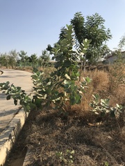 Calotropis procera image