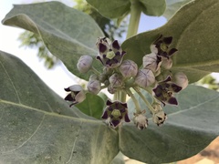 Calotropis procera image