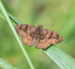 Nisoniades macarius