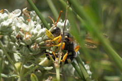 Cerceris tuberculata