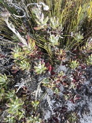 Senecio arniciflorus