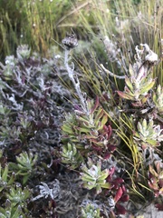 Senecio arniciflorus