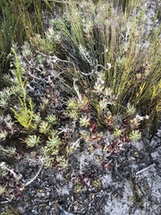 Senecio arniciflorus
