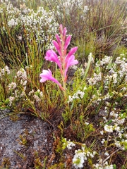 Watsonia paucifolia