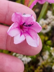Watsonia paucifolia