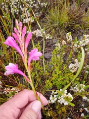 Watsonia paucifolia